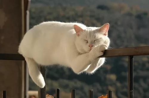 К чему снится белая кошка