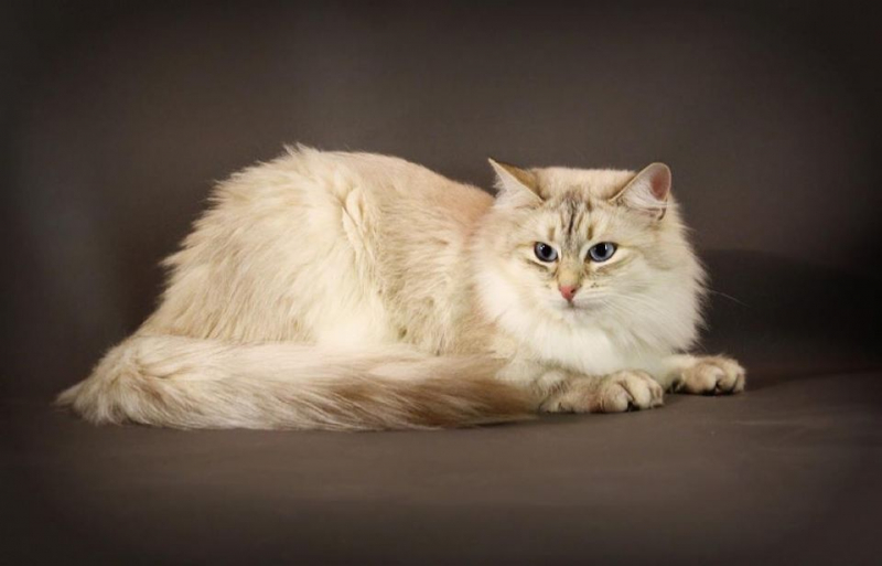 Невская маскарадная кошка