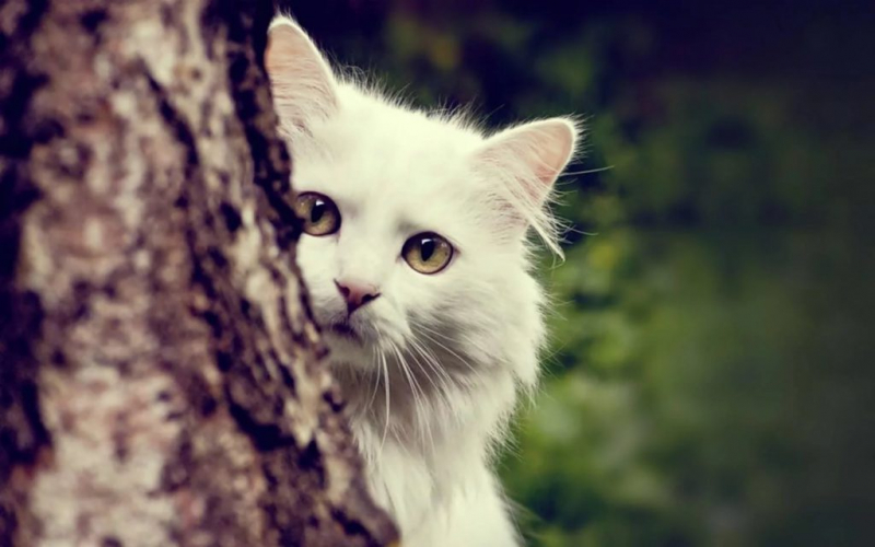 К чему снится белая кошка