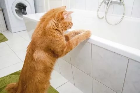 Акне у кошек