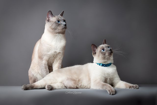 Тайская кошка