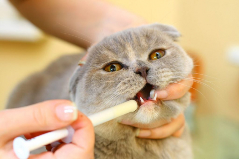 Как дать кошке таблетку