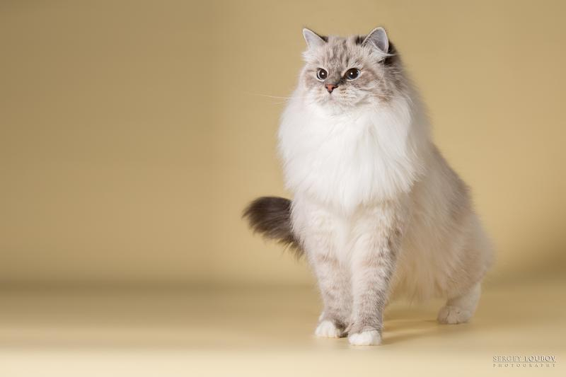 Невская маскарадная кошка