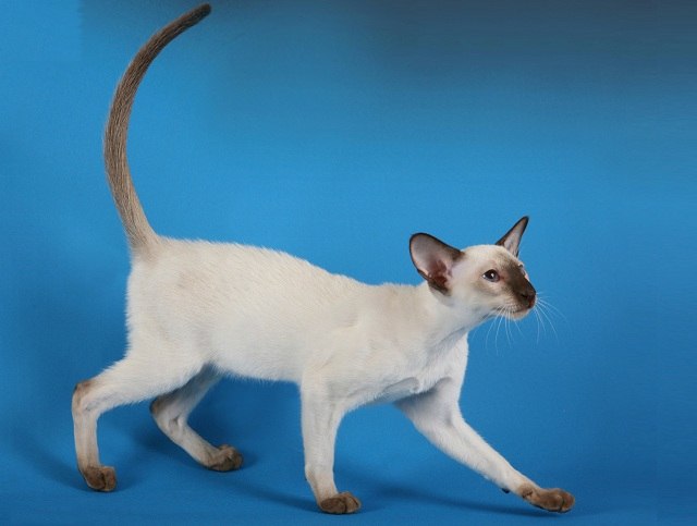 Сиамская кошка