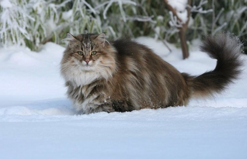 Породы кошек с фотографиями