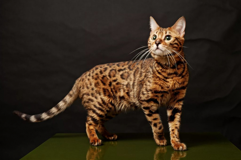 Самые умные кошки