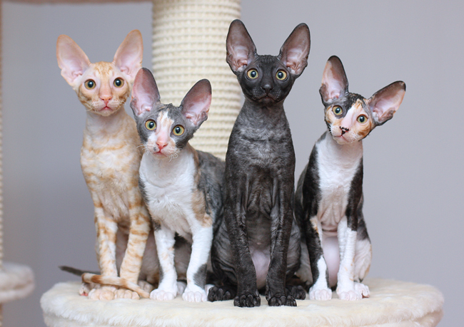 Кошка корниш рекс