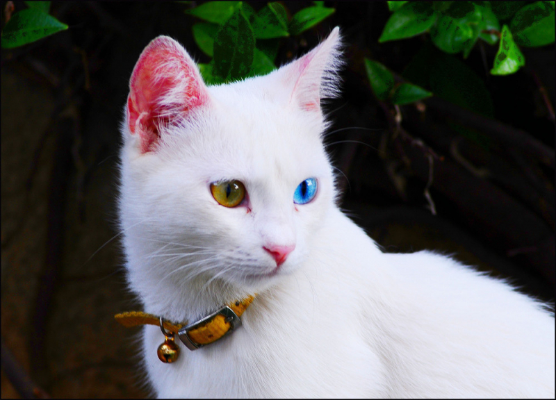 Кошка турецкий ванн