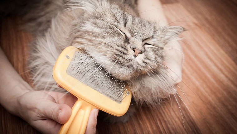 Кошка сильно линяет