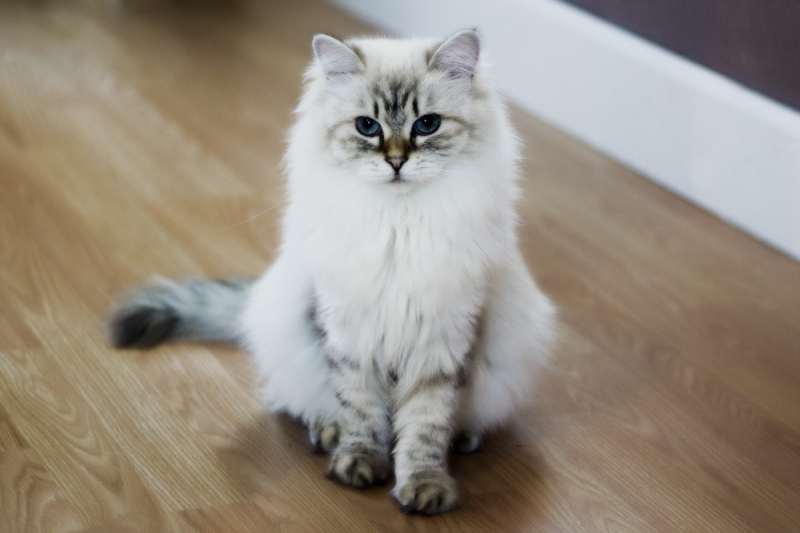 Невская маскарадная кошка