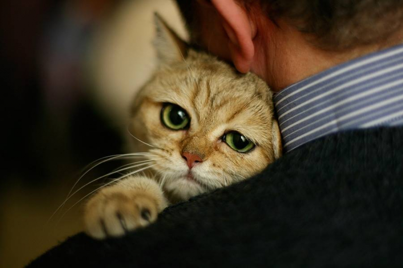 Как отличить кота от кошки