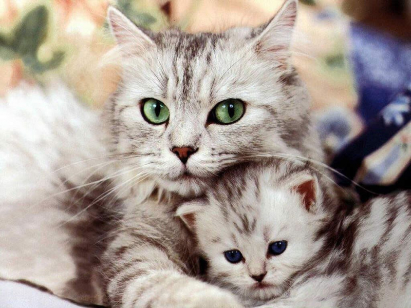 Гамавит для кошек