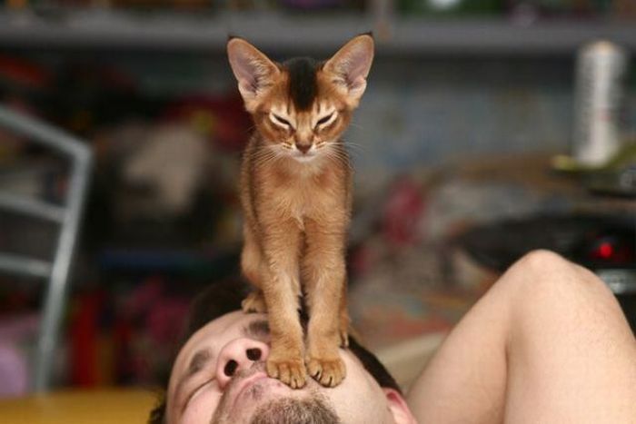Почему кошка орет