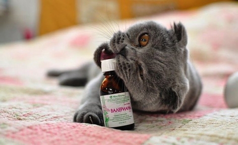 Валерьянка для кошек