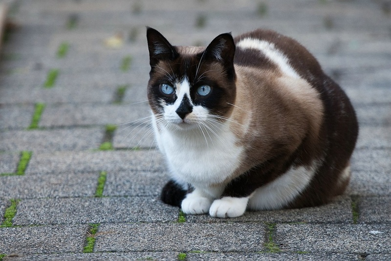 Кошка сноу-шу