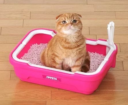 Как отучить кошку гадить