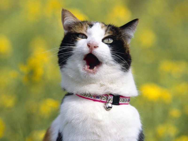 Кошка хочет кота что делать