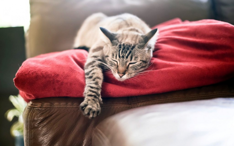 Кошка хочет кота что делать