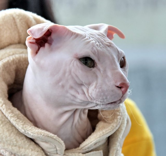 Кошки с большими ушами