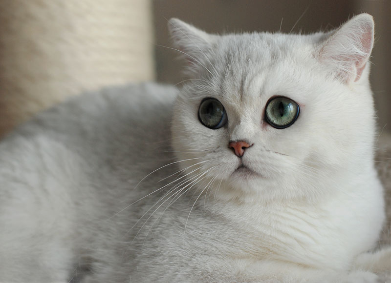 Британская шиншилла