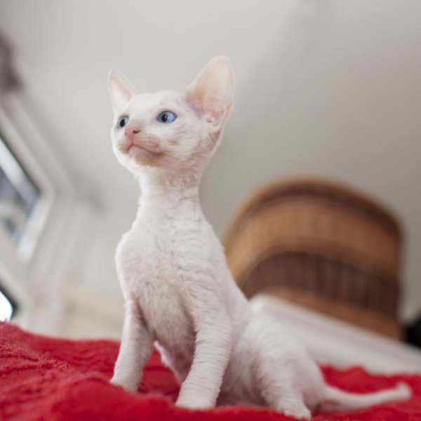 Кошка корниш рекс