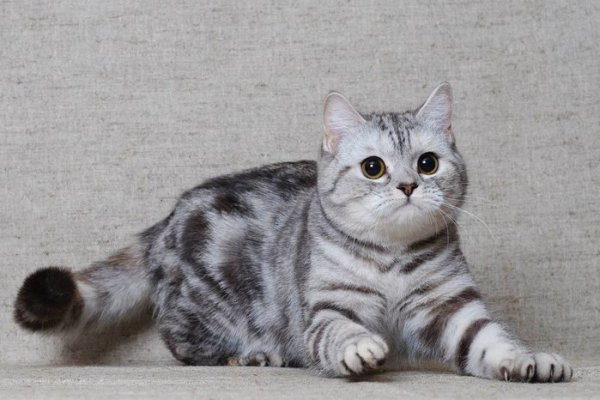 Вязка шотландских кошек