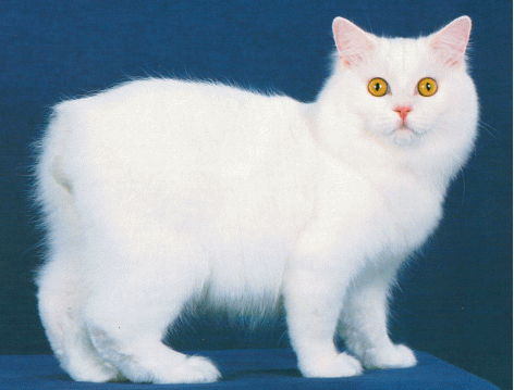 Кошки без хвоста