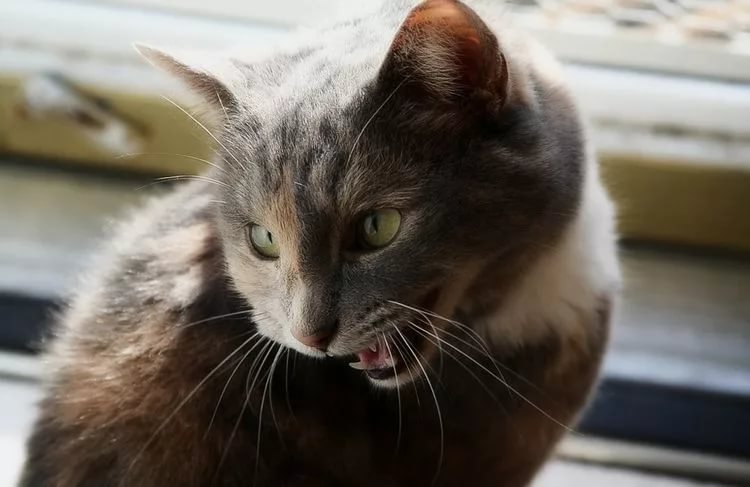 Кошка хочет кота что делать