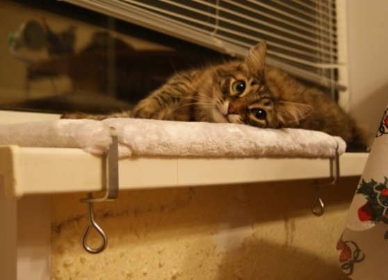 Домики для кошек