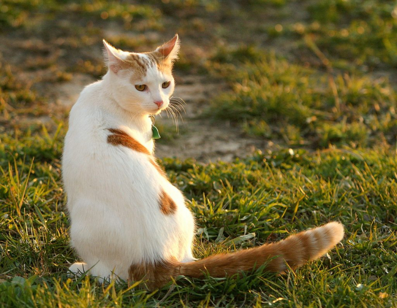 Кошка турецкий ванн