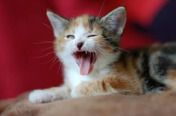 Кошка хочет кота что делать