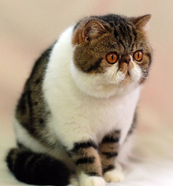 Экзотическая короткошерстная кошка