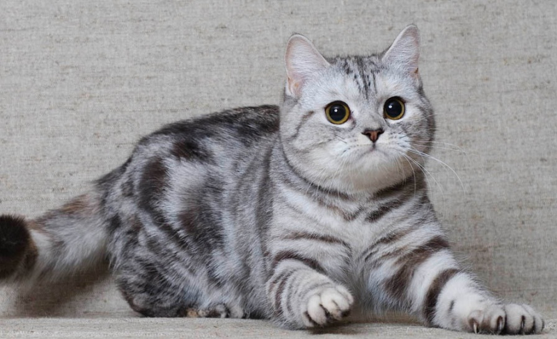 Шотландская вислоухая кошка