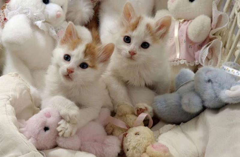Кошка турецкий ванн