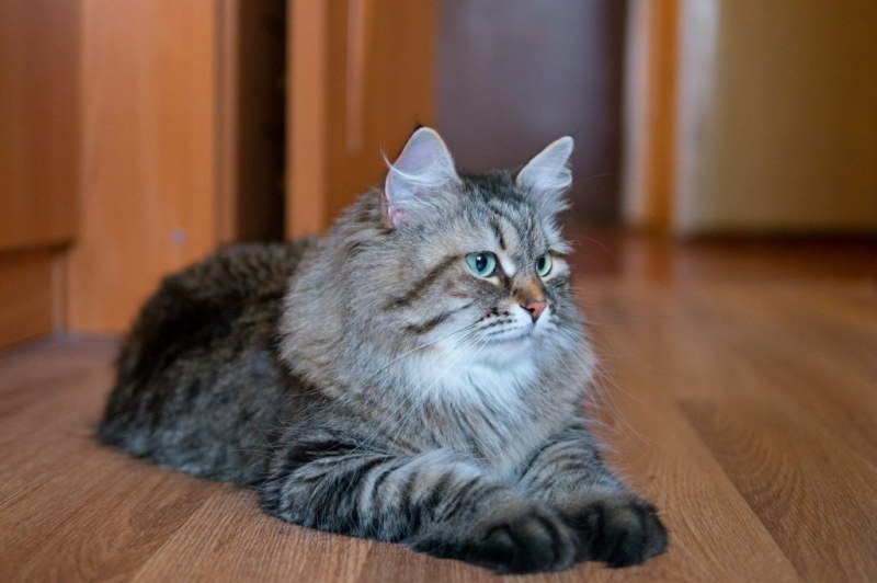 Породы кошек для детей