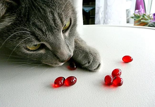 Кашель у кошки