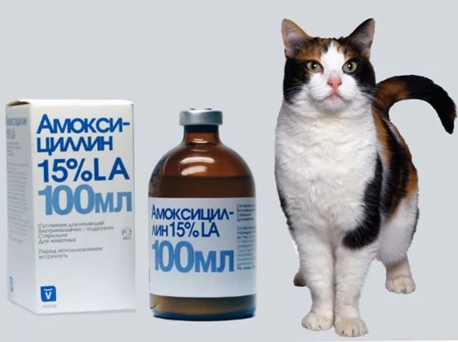 Амоксициллин для кошек