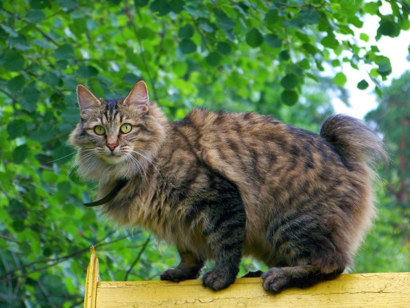 Курильский бобтейл
