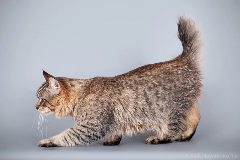 Кошки без хвоста