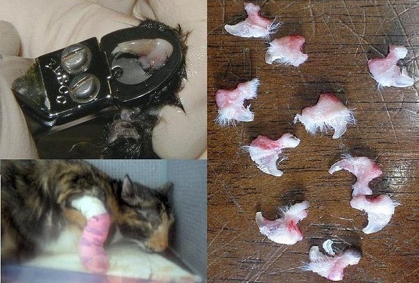 Удаление когтей у кошки