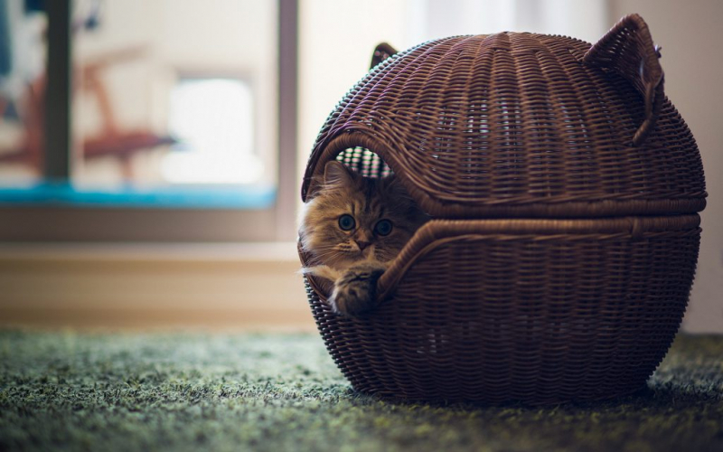 Домики для кошек