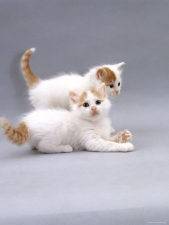 Кошка турецкий ванн