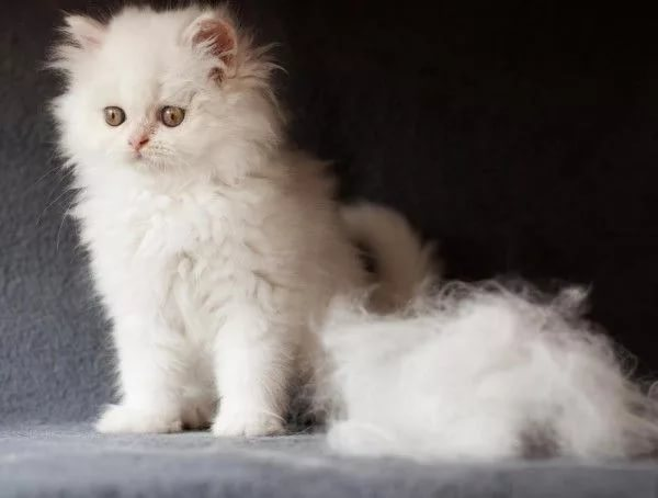 Кошка сильно линяет