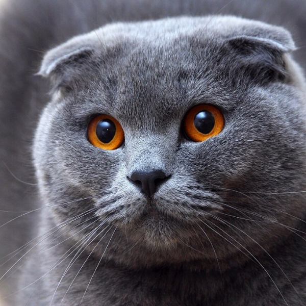 Шотландская вислоухая кошка