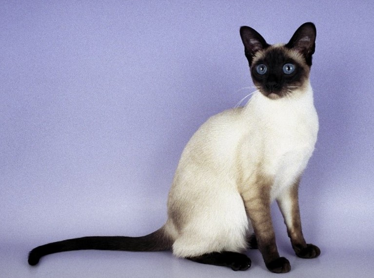Сиамская кошка