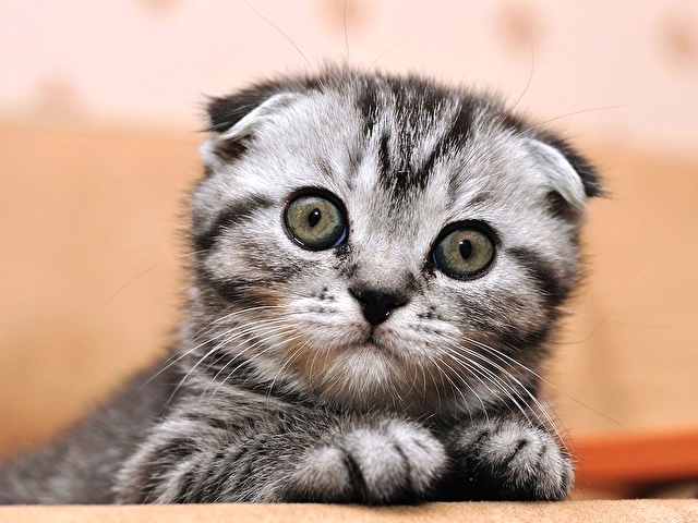 Чем кормить шотландскую кошку