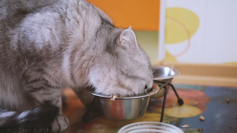 Чем кормить шотландскую кошку