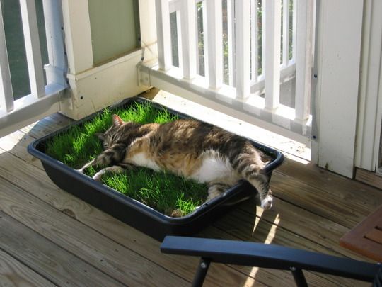 Трава для кошек