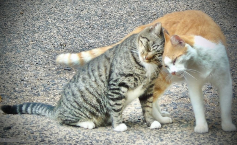 Чем кормить стерилизованную кошку?