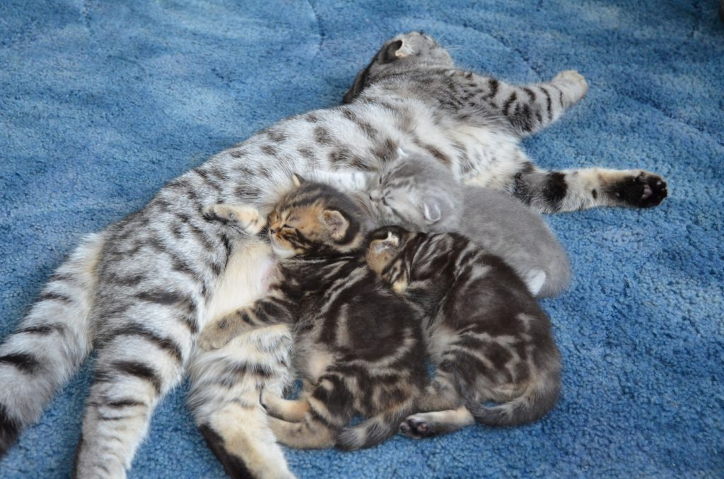 Чем кормить шотландскую кошку